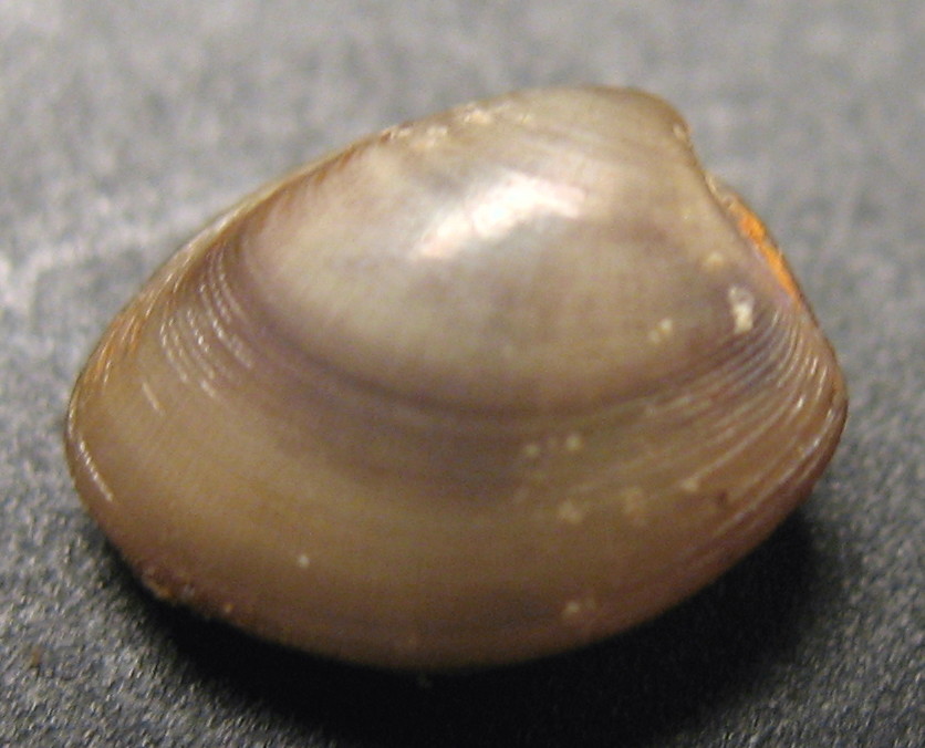 Nucula sp.